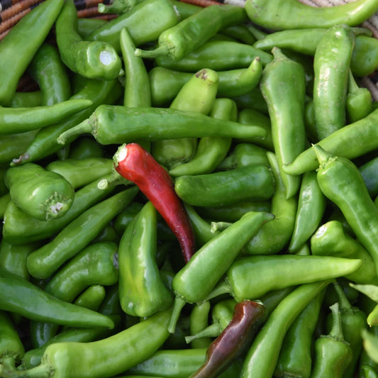 Full Bushel Roasted Pueblo Chile "Mira Sol" (Hot Heat)